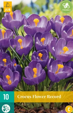 Bloembollen|Ecocheques|ohgreen 10 crocus flower record