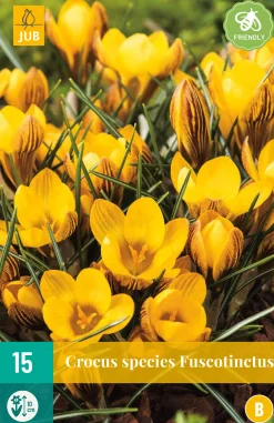 Bloembollen|Ecocheques|ohgreen 15 crocus fuscotinctus