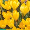Bloembollen|Ecocheques|ohgreen 10 crocus golden yellow