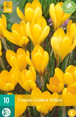 Bloembollen|Ecocheques|ohgreen 10 crocus golden yellow