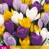 Bloembollen|Ecocheques|ohgreen 30 crocus grootbloemig mix