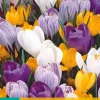 Bloembollen|Ecocheques|ohgreen 10 crocus grootbloemig mix
