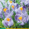 Bloembollen|Ecocheques|ohgreen 10 crocus pickwick