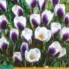 Bloembollen|Ecocheques|ohgreen 15 crocus prins claus