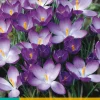 Bloembollen|Ecocheques|ohgreen 20 crocus ruby giant