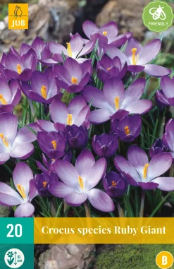 Bloembollen|Ecocheques|ohgreen 20 crocus ruby giant