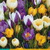 Bloembollen|Ecocheques|ohgreen 20 crocus species mix