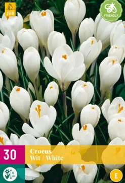 Bloembollen|Ecocheques|ohgreen 30 crocus wit