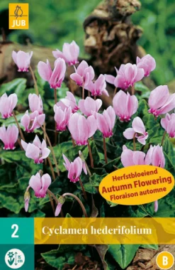 Bloembollen|Ecocheques|ohgreen 2 cyclamen hederifolium
