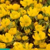 Bloembollen|Ecocheques|ohgreen 15 eranthis cilicica