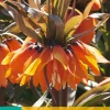 Bloembollen|Ecocheques|ohgreen 1 fritillaria imp. sunset