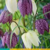 Bloembollen|Ecocheques|ohgreen 15 fritillaria meleagris mix