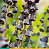 Bloembollen|Ecocheques|ohgreen 1 fritillaria persica