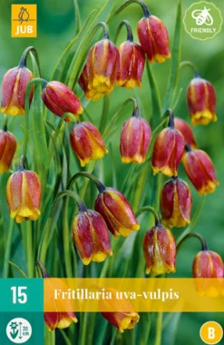 Bloembollen|Ecocheques|ohgreen 15 fritillaria uva-vulpis