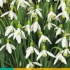 Bloembollen|Ecocheques|ohgreen 10 galanthus elwesii