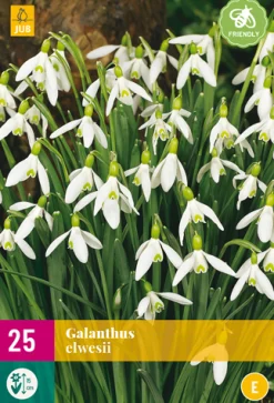 Bloembollen|Ecocheques|ohgreen 25 galanthus elwesii