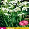Bloembollen|Ecocheques|ohgreen 15 galanthus flore pleno