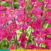 Bloembollen|Ecocheques|ohgreen 10 gladiolus comm.ssp. byzantinus