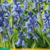 Bloembollen|Ecocheques|ohgreen 10 hyacinthoides hisp. blauw