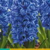 Bloembollen|Ecocheques|ohgreen 5 hyacinthus blue jacket