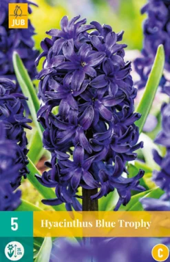 Bloembollen|Ecocheques|ohgreen 5 hyacinthus blue trophy