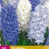 Bloembollen|Ecocheques|ohgreen 10 hyacinthus blue water mix