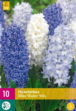 Bloembollen|Ecocheques|ohgreen 10 hyacinthus blue water mix