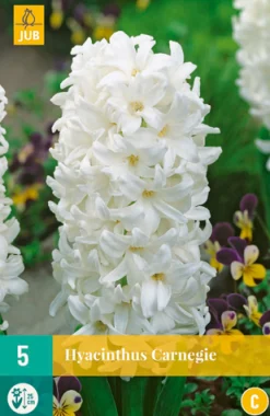 Bloembollen|Ecocheques|ohgreen 5 hyacinthus carnegie