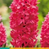 Bloembollen|Ecocheques|ohgreen 5 hyacinthus jan bos