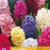 Bloembollen|Ecocheques|ohgreen 10 hyacinthus mix