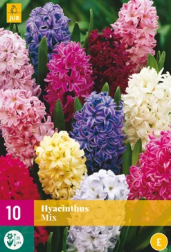 Bloembollen|Ecocheques|ohgreen 10 hyacinthus mix