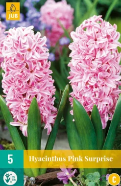 Bloembollen|Ecocheques|ohgreen 5 hyacinthus pink surprise