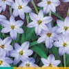 Bloembollen|Ecocheques|ohgreen 20 ipheion un. wisley blue