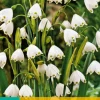 Bloembollen|Ecocheques|ohgreen 10 leucojum aestivum