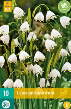 Bloembollen|Ecocheques|ohgreen 10 leucojum aestivum