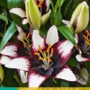 Bloembollen|Ecocheques|ohgreen 2 lilium aziatisch zwart-wit