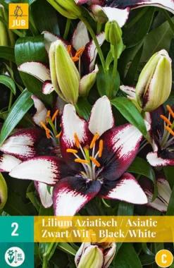 Bloembollen|Ecocheques|ohgreen 2 lilium aziatisch zwart-wit
