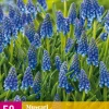 Bloembollen|Ecocheques|ohgreen 50 muscari armeniacum