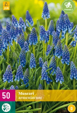 Bloembollen|Ecocheques|ohgreen 50 muscari armeniacum