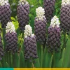 Bloembollen|Ecocheques|ohgreen 7 muscari grape ice