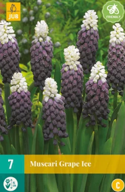 Bloembollen|Ecocheques|ohgreen 7 muscari grape ice