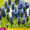 Bloembollen|Ecocheques|ohgreen 50 muscari latifolium