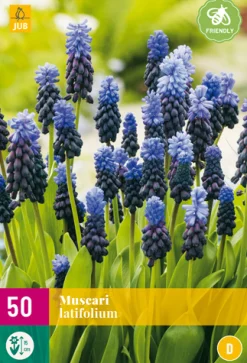 Bloembollen|Ecocheques|ohgreen 50 muscari latifolium