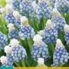 Bloembollen|Ecocheques|ohgreen 15 muscari mountain lady