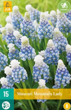 Bloembollen|Ecocheques|ohgreen 15 muscari mountain lady