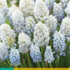 Bloembollen|Ecocheques|ohgreen 10 muscari nature's beauty