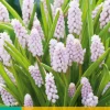 Bloembollen|Ecocheques|ohgreen 3 muscari pink sunrise