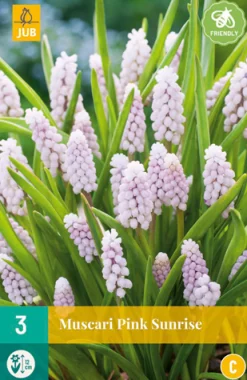 Bloembollen|Ecocheques|ohgreen 3 muscari pink sunrise
