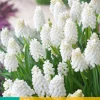 Bloembollen|Ecocheques|ohgreen 15 muscari white magic