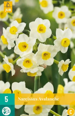 Bloembollen|Ecocheques|ohgreen 5 narcissus avalanche